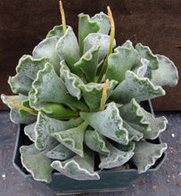 Load image into Gallery viewer, Adromischus cristatus