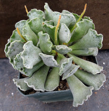 Load image into Gallery viewer, Adromischus cristatus