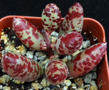 Load image into Gallery viewer, Adromischus filicaulis