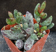 Load image into Gallery viewer, Adromischus filicaulis