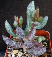 Load image into Gallery viewer, Adromischus filicaulis