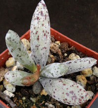 Load image into Gallery viewer, Adromischus geyeri