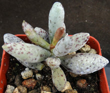 Load image into Gallery viewer, Adromischus geyeri