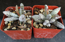 Load image into Gallery viewer, Adromischus geyeri