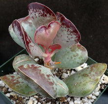 Load image into Gallery viewer, Adromischus maculatus 'Coral Hearts'