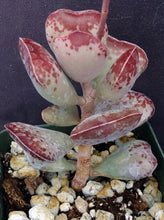 Load image into Gallery viewer, Adromischus maculatus 'Coral Hearts'