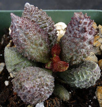 Load image into Gallery viewer, Adromischus marianae ssp. herrei 'Red Coral'