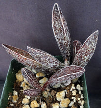 Load image into Gallery viewer, Adromischus marianae var. Clanwilliam Brown form