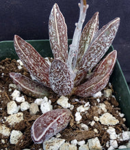 Load image into Gallery viewer, Adromischus marianae var. Clanwilliam Brown form