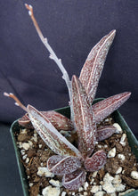 Load image into Gallery viewer, Adromischus marianae var. Clanwilliam Brown form