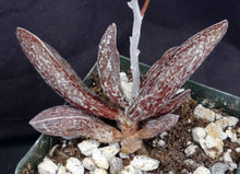Load image into Gallery viewer, Adromischus marianae var. Clanwilliam Brown form