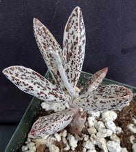 Load image into Gallery viewer, Adromischus marianae var. Clanwilliam Gray form