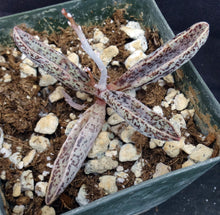 Load image into Gallery viewer, Adromischus marianae var. Clanwilliam Gray form