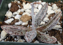 Load image into Gallery viewer, Adromischus marianae var. Clanwilliam Gray form