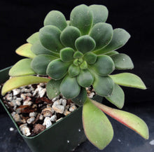 Load image into Gallery viewer, Aeonium lindleyi