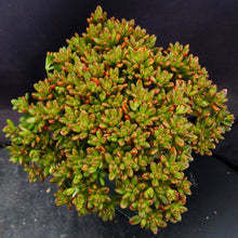 Load image into Gallery viewer, Aeonium sedifolium *Big Plants!*