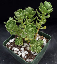 Load image into Gallery viewer, Aeonium spathulatum