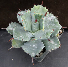 Load image into Gallery viewer, Agave isthmensis