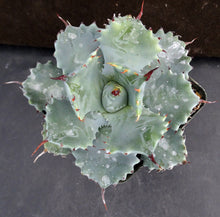Load image into Gallery viewer, Agave isthmensis