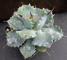 Load image into Gallery viewer, Agave isthmensis