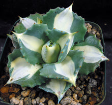 Load image into Gallery viewer, Agave isthmensis 'Ohi Raijin Shiro Nakafu' Variegated