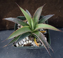 Load image into Gallery viewer, Agave 'Blue Glow'