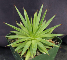 Load image into Gallery viewer, Agave kavandivi