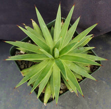 Load image into Gallery viewer, Agave kavandivi