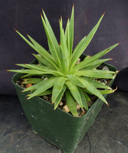 Load image into Gallery viewer, Agave kavandivi