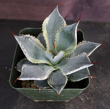 Load image into Gallery viewer, Agave potatorum 'variegata' Variegated