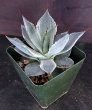 Load image into Gallery viewer, Agave potatorum 'variegata' Variegated