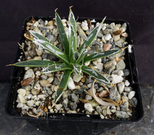Load image into Gallery viewer, Agave toumeyana var. bella