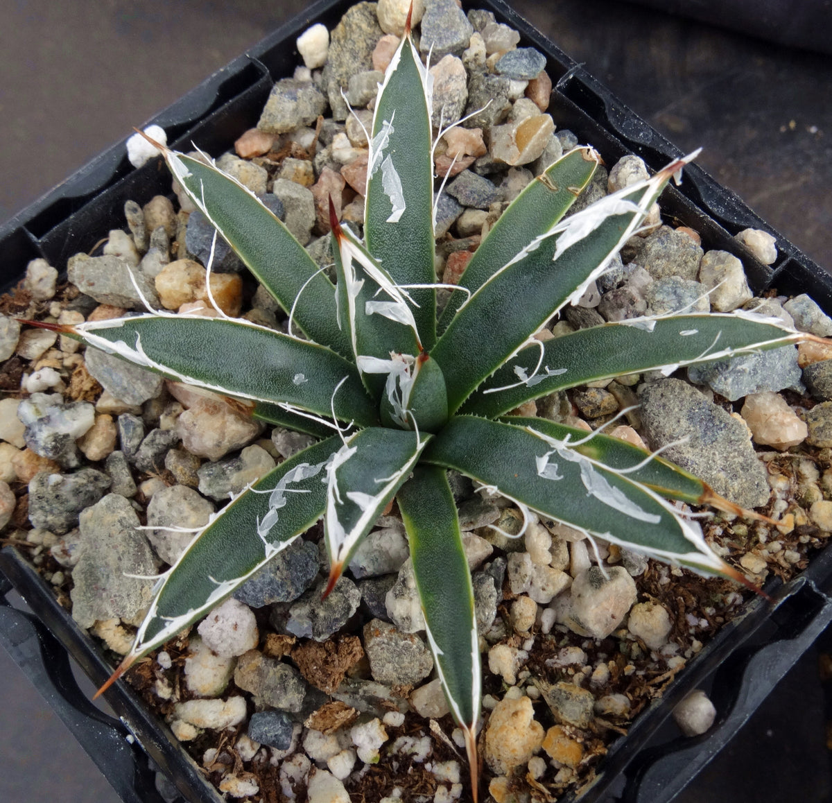 Agave toumeyana var. bella – Kyle's Plants