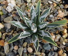 Load image into Gallery viewer, Agave toumeyana var. bella