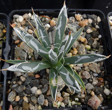 Load image into Gallery viewer, Agave toumeyana var. bella