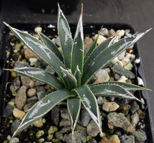 Load image into Gallery viewer, Agave toumeyana var. bella