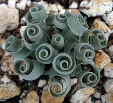 Load image into Gallery viewer, Albuca concordiana *Blue Curly Leaves*