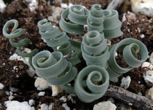 Load image into Gallery viewer, Albuca concordiana *Blue Curly Leaves*