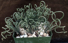 Load image into Gallery viewer, Albuca foetida *Curly-Q leaf tips*
