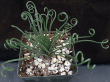 Load image into Gallery viewer, Albuca foetida *Curly-Q leaf tips*