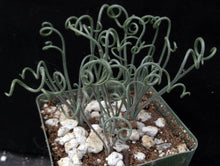 Load image into Gallery viewer, Albuca foetida *Curly-Q leaf tips*