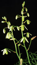 Load image into Gallery viewer, Albuca foetida *Curly-Q leaf tips*
