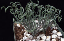 Load image into Gallery viewer, Albuca foetida *Curly-Q leaf tips*