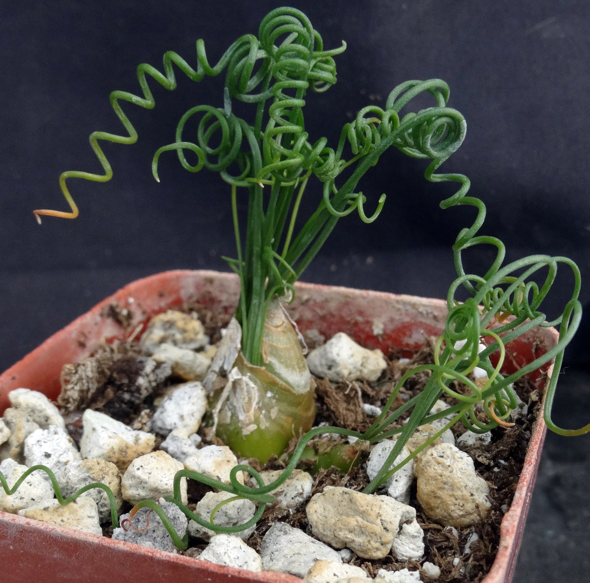 albuca altissima Albuca osmynella *Miniature bulb w/curly-Q leaves* – Kyle's Plants