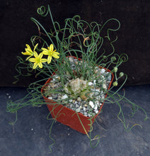Load image into Gallery viewer, Albuca osmynella *Miniature bulb w/curly-Q leaves*