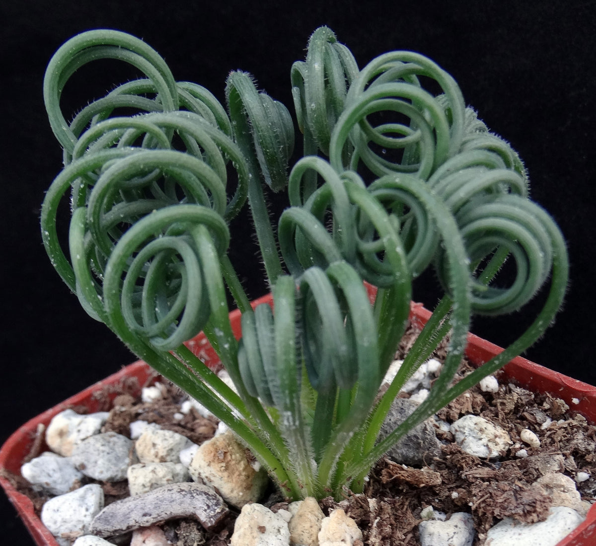 is albuca spiralis a succulent Albuca spiralis *Curly-Q leaves* – Kyle's Plants