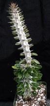Load image into Gallery viewer, Allauaudia procera