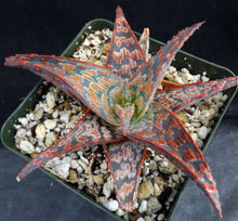 Load image into Gallery viewer, Aloe x 'Wrasse'