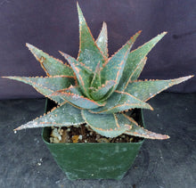 Load image into Gallery viewer, Aloe x 'Moorpark'