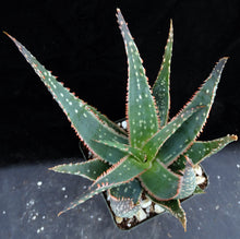 Load image into Gallery viewer, Aloe x 'Sunblush'